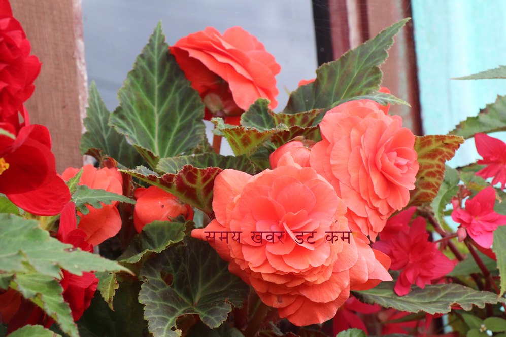 Begonia full (1)1695371463.JPG